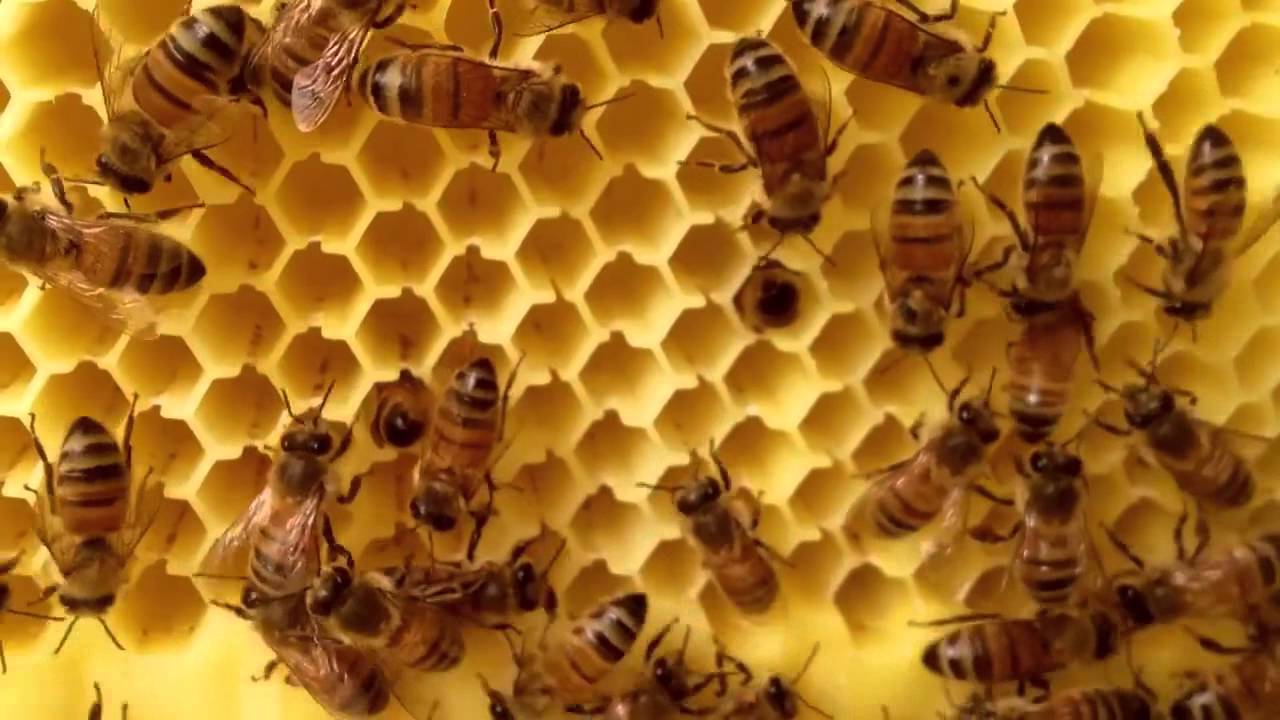 Классы пчел в улье. Пчелы в улье. Пчелиный домик. Ульи для пчел. Домашние пчелы.