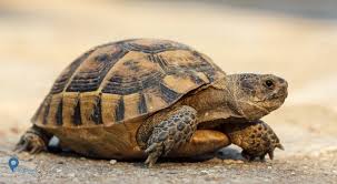 Rahasia umur panjang kura  kura  dibanding hewan  lain 